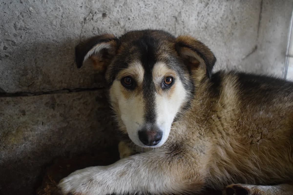 Willow, female puppy Mixed Breed for adoption at Ein Herz für Streuner e.V., München