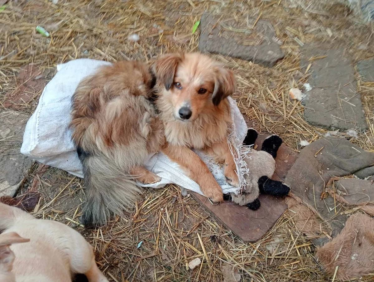 Willy, young Mixed Breed for adoption at Ein Herz für Streuner e.V., München