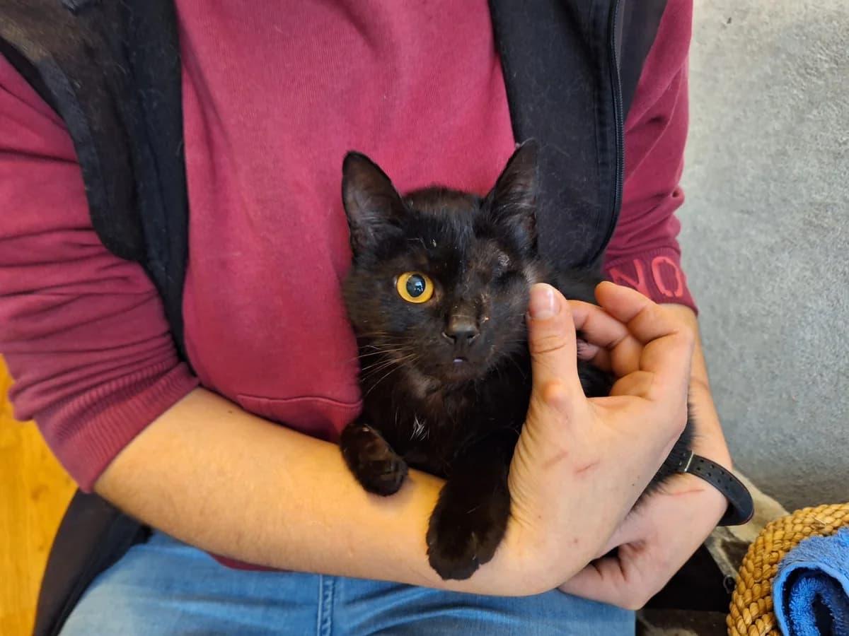 Wilma, female young Mixed Breed for adoption at Ein Herz für Streuner e.V., München