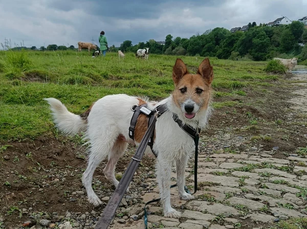 Wilma, female 6yo Mixed Breed for adoption at Ein Herz für Streuner e.V., München