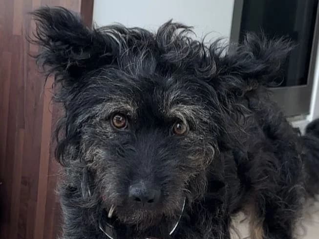 Wilma, female young Mixed Breed for adoption at Ein Herz für Streuner e.V., München