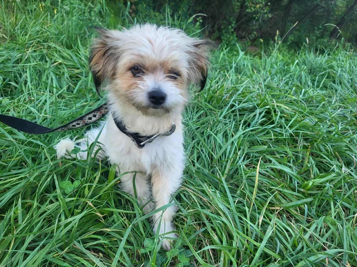 Wilma, Mixed Breed for adoption at Ein Herz für Streuner e.V., München