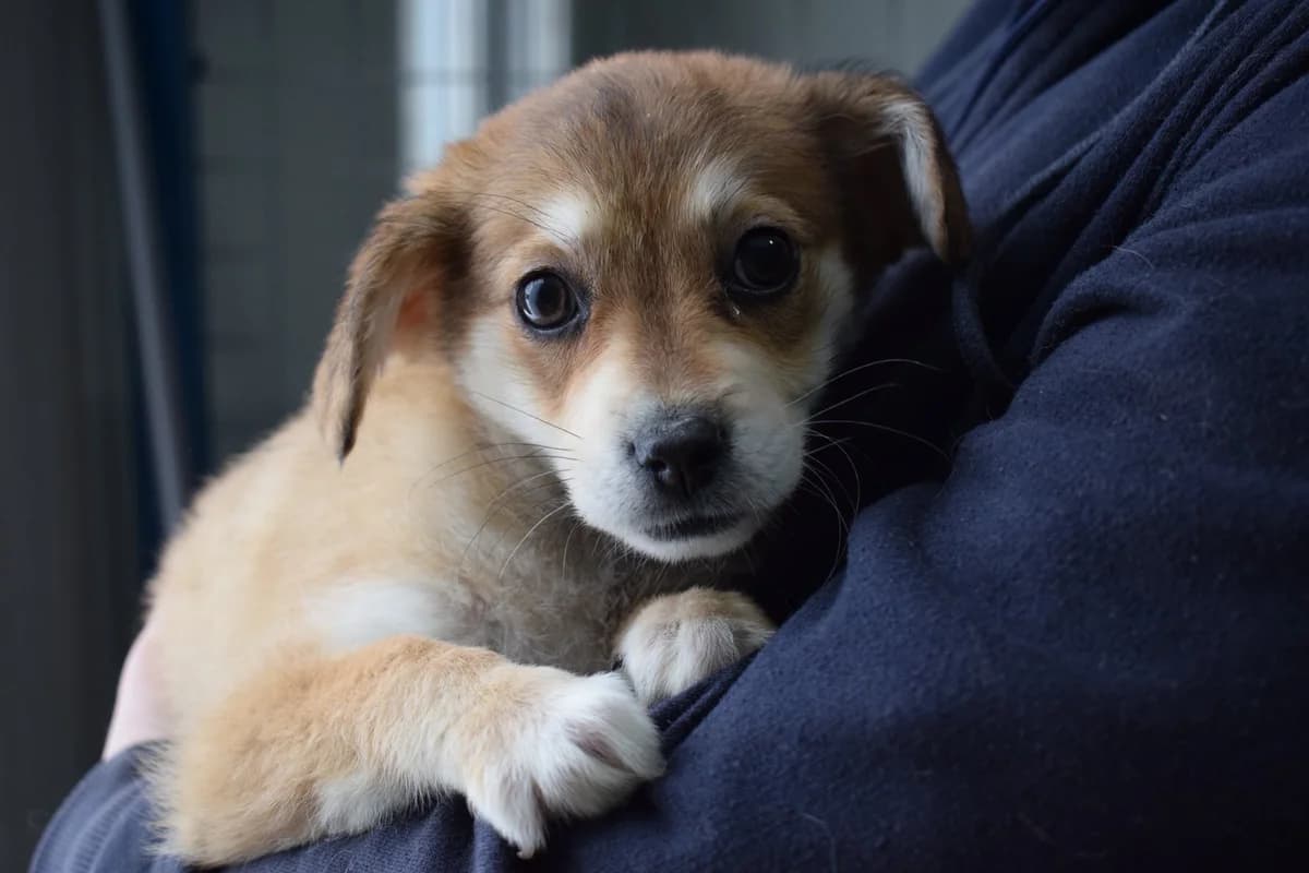 Wilma, beige puppy Mixed Breed for adoption at Ein Herz für Streuner e.V., München