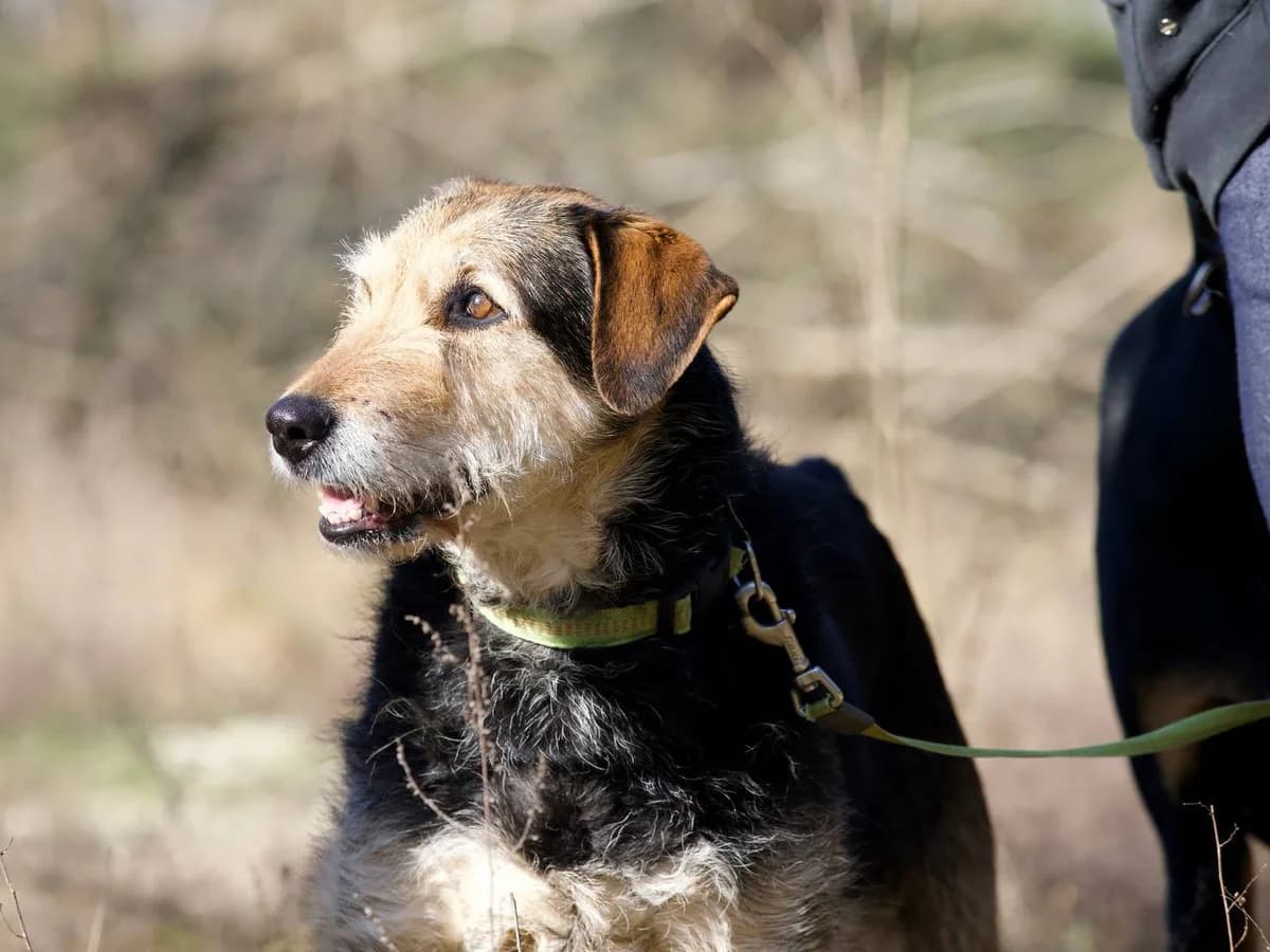 WILMA, ehem. Aurora, female senior Mixed Breed for adoption at Ein Herz für Streuner e.V., München