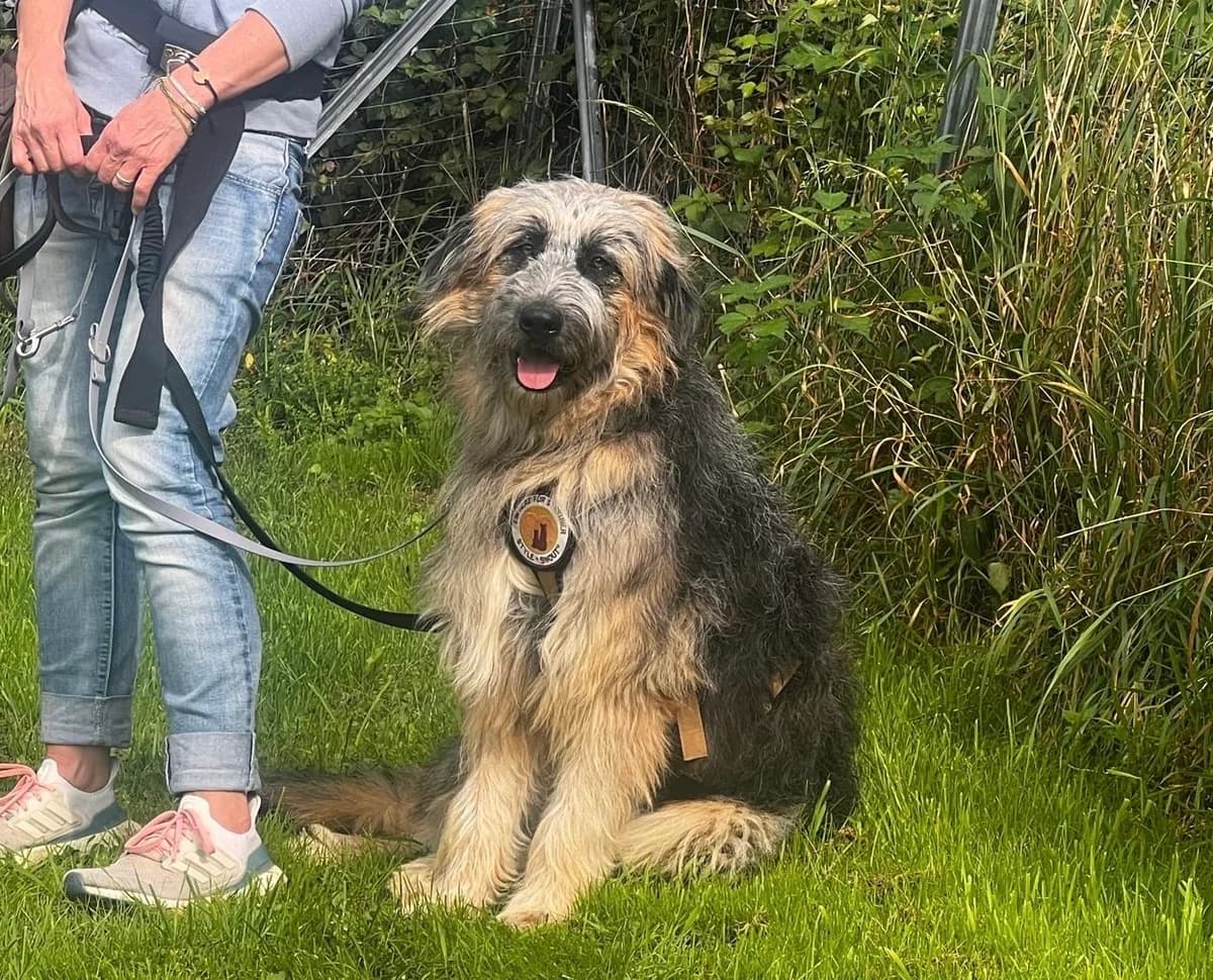 Wilson, male puppy Mixed Breed for adoption at Ein Herz für Streuner e.V., München