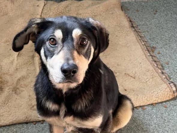 Wilson, male 3yo Mixed Breed for adoption at Ein Herz für Streuner e.V., München