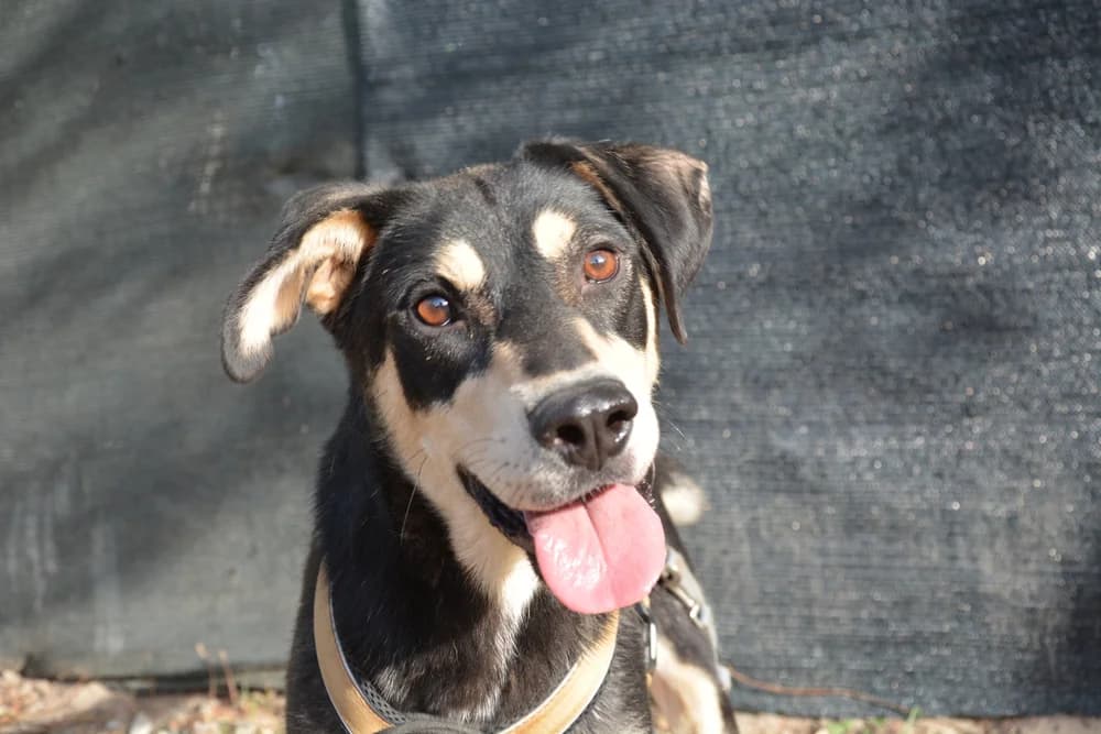 Wilson, male 3yo Mixed Breed for adoption at Ein Herz für Streuner e.V., München