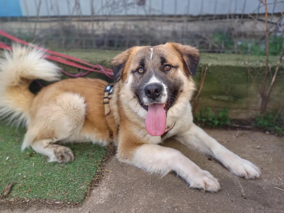 Wim, male young Mixed Breed for adoption at Ein Herz für Streuner e.V., München