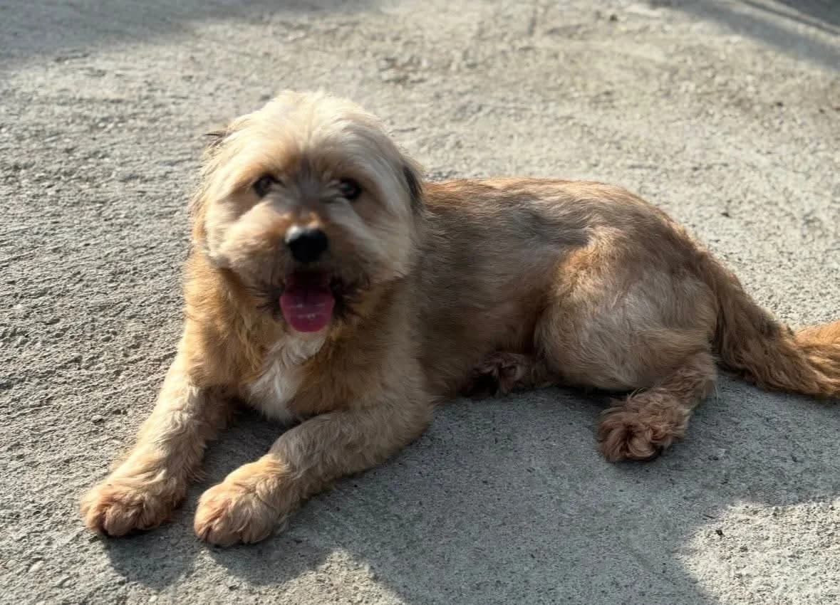 Windua, male young Mixed Breed for adoption at Ein Herz für Streuner e.V., München