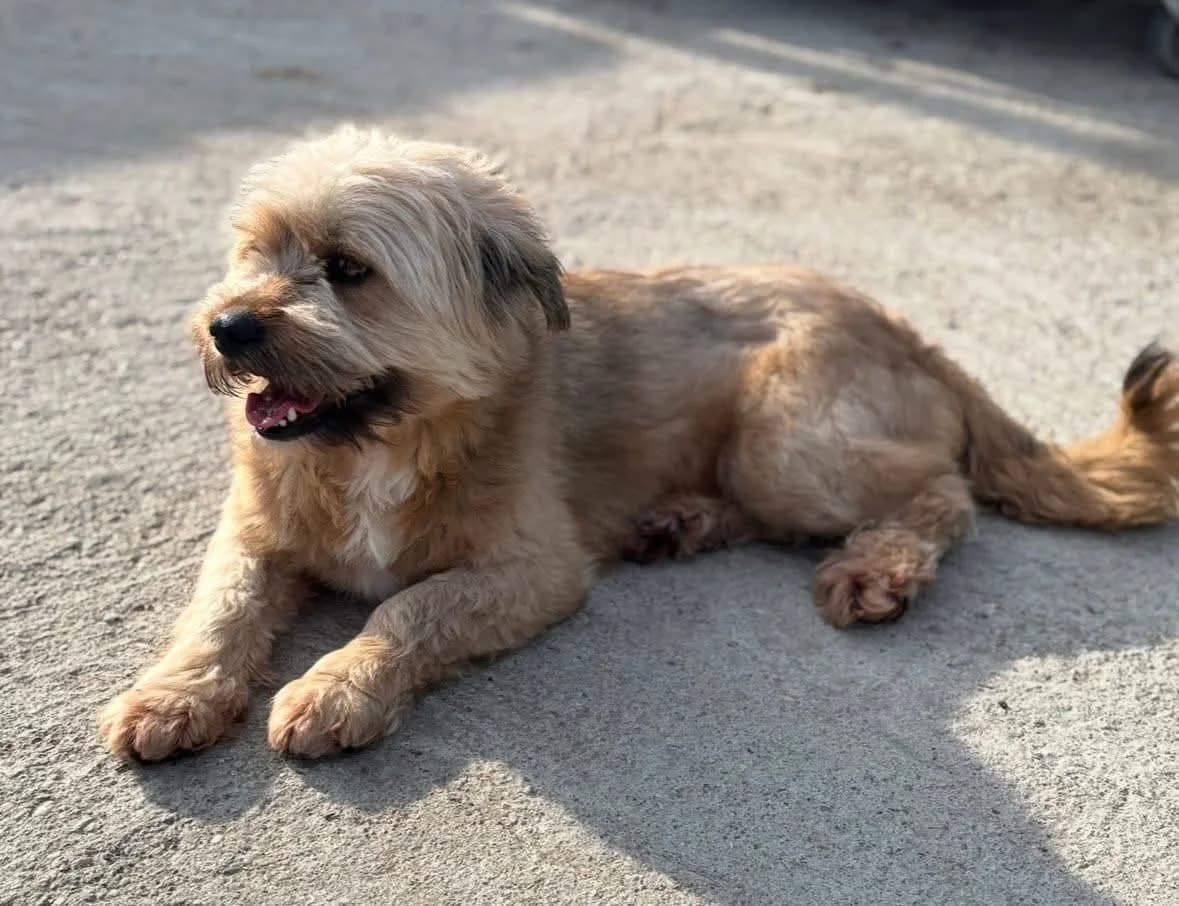 Windua, male young Mixed Breed for adoption at Ein Herz für Streuner e.V., München