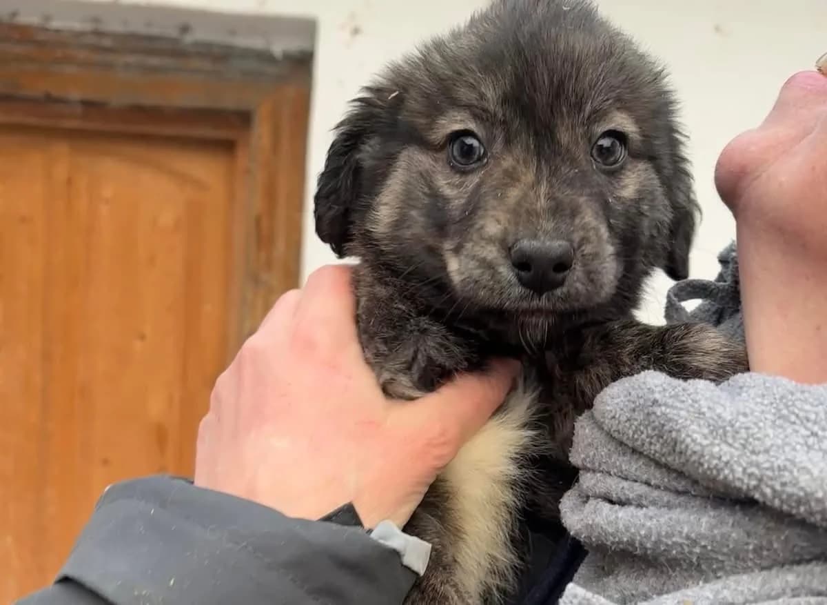 Winja, female puppy Mixed Breed for adoption at Ein Herz für Streuner e.V., München