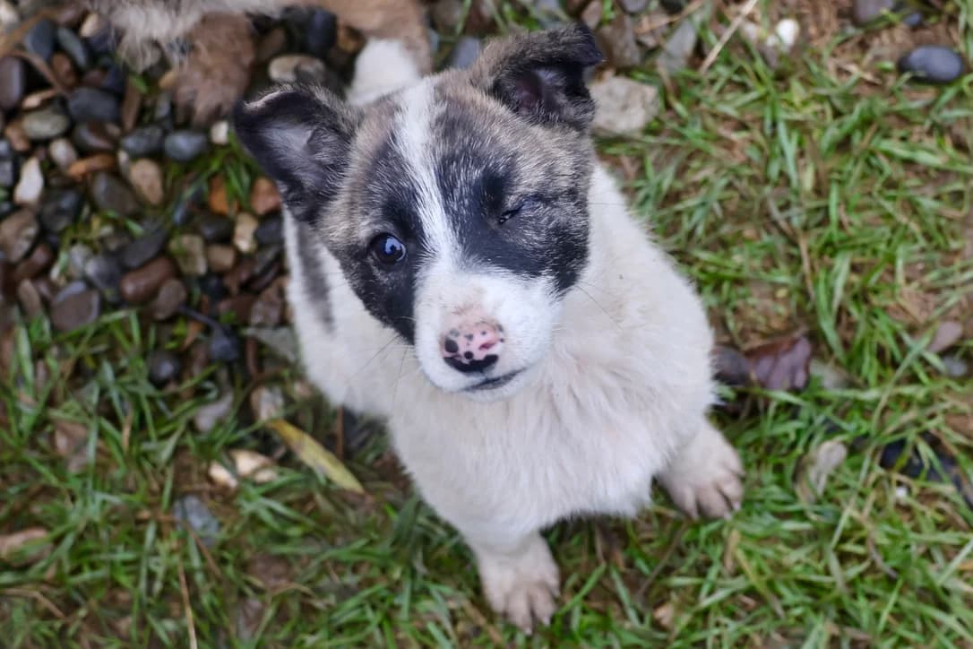 Winky, male puppy Mixed Breed for adoption at Ein Herz für Streuner e.V., München