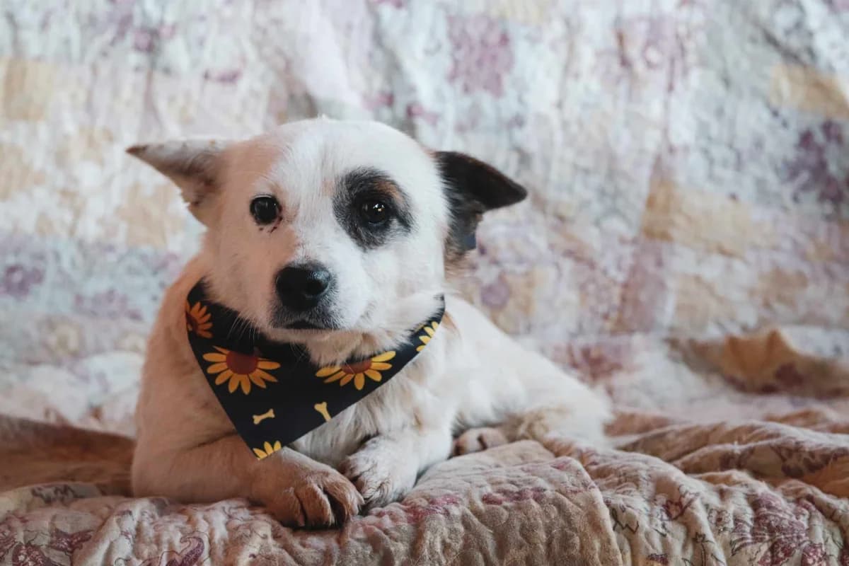 Winky, weiß male 5yo Mixed Breed for adoption at Ein Herz für Streuner e.V., München