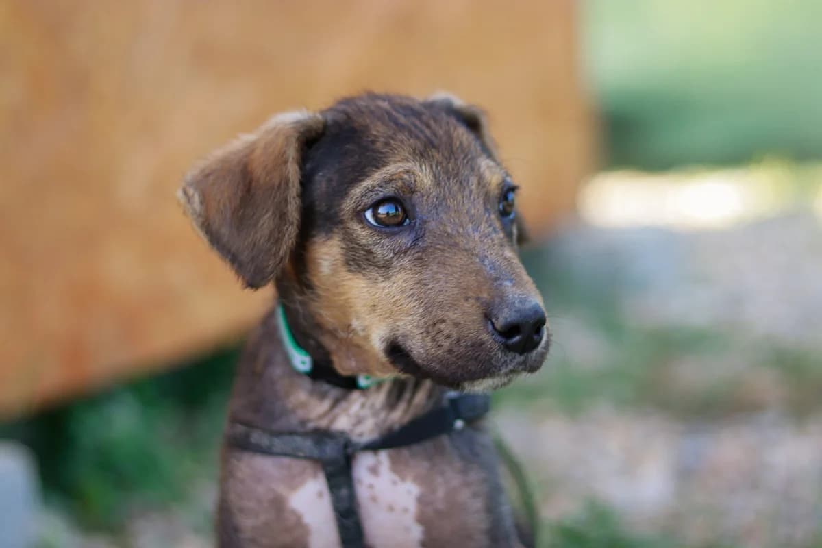 Winni, grau female puppy Mixed Breed for adoption at Ein Herz für Streuner e.V., München