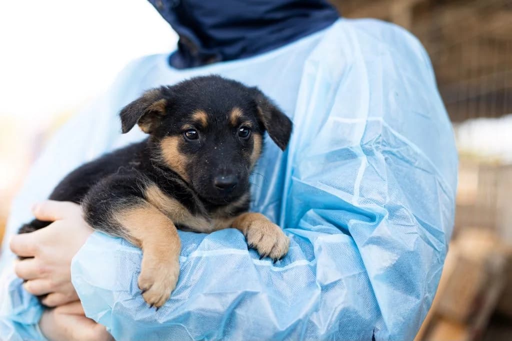 Winnie, schwarz male puppy Mixed Breed for adoption at Ein Herz für Streuner e.V., München