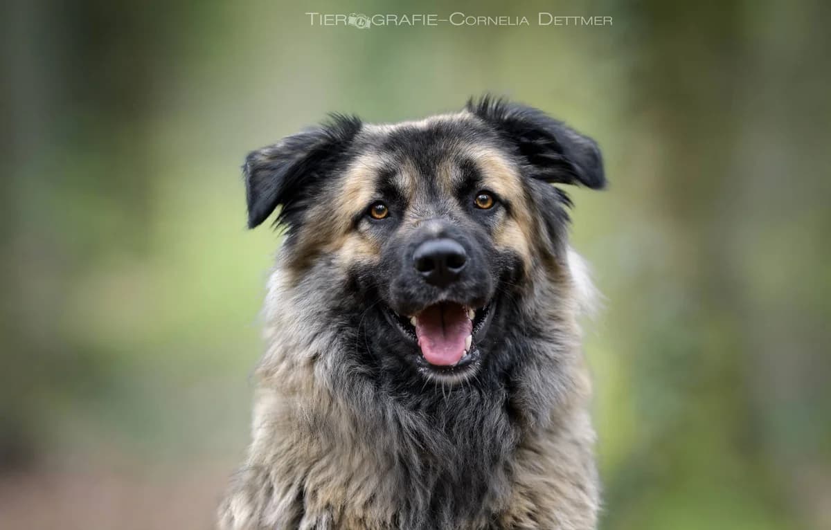 Winona, male young Mixed Breed for adoption at Ein Herz für Streuner e.V., München