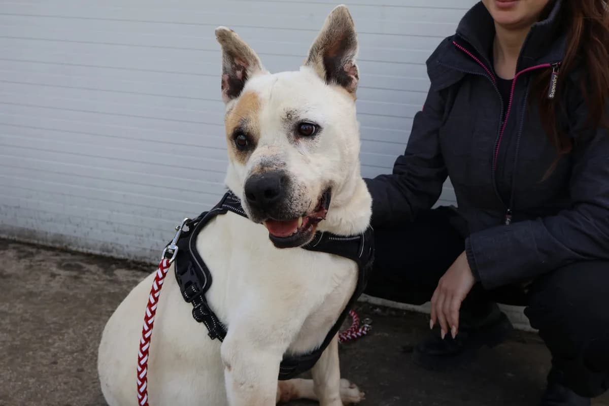 Winston, weiß male 7yo Mixed Breed for adoption at Ein Herz für Streuner e.V., München