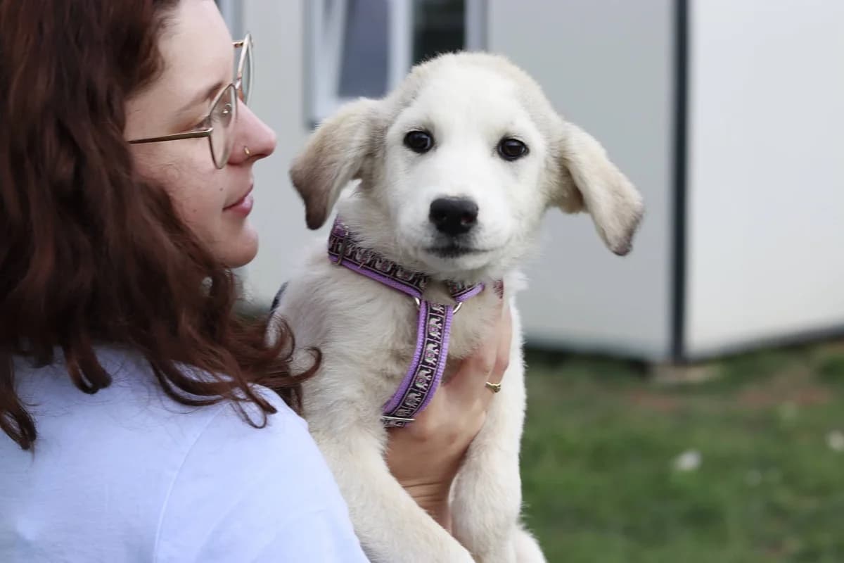 Winter, weiß female puppy Mixed Breed for adoption at Ein Herz für Streuner e.V., München
