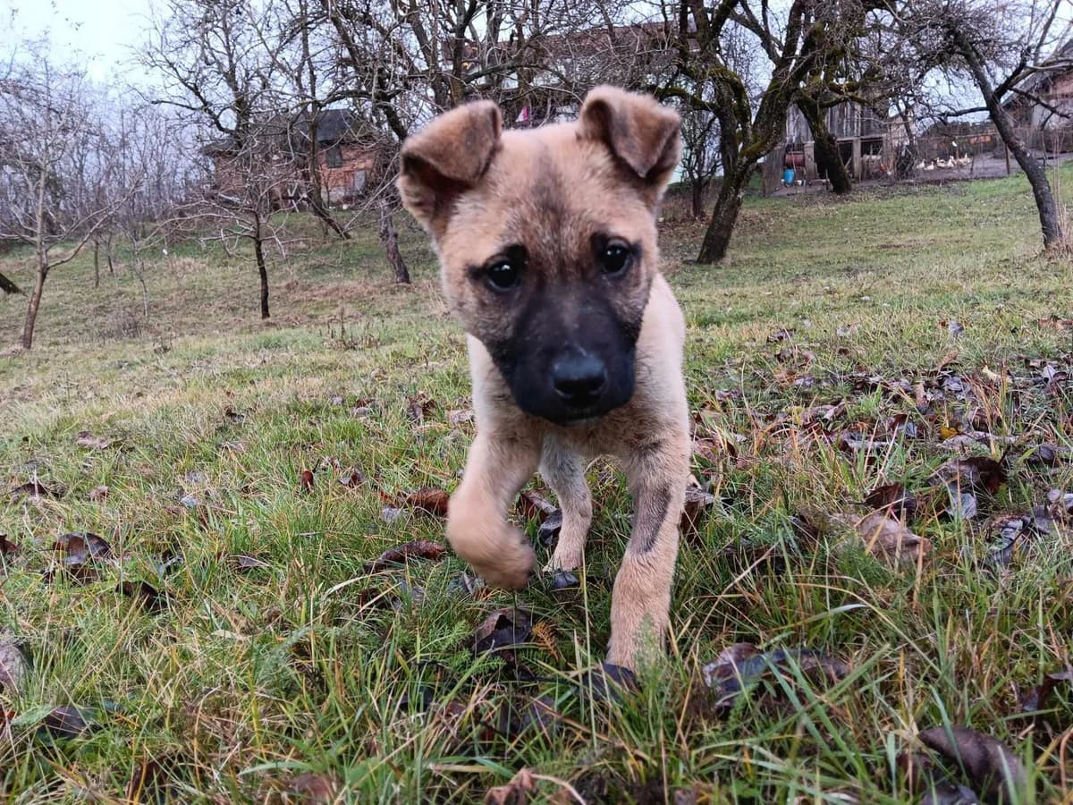 Hardy, male puppy Mixed Breed for adoption at Ein Herz für Streuner e.V., München
