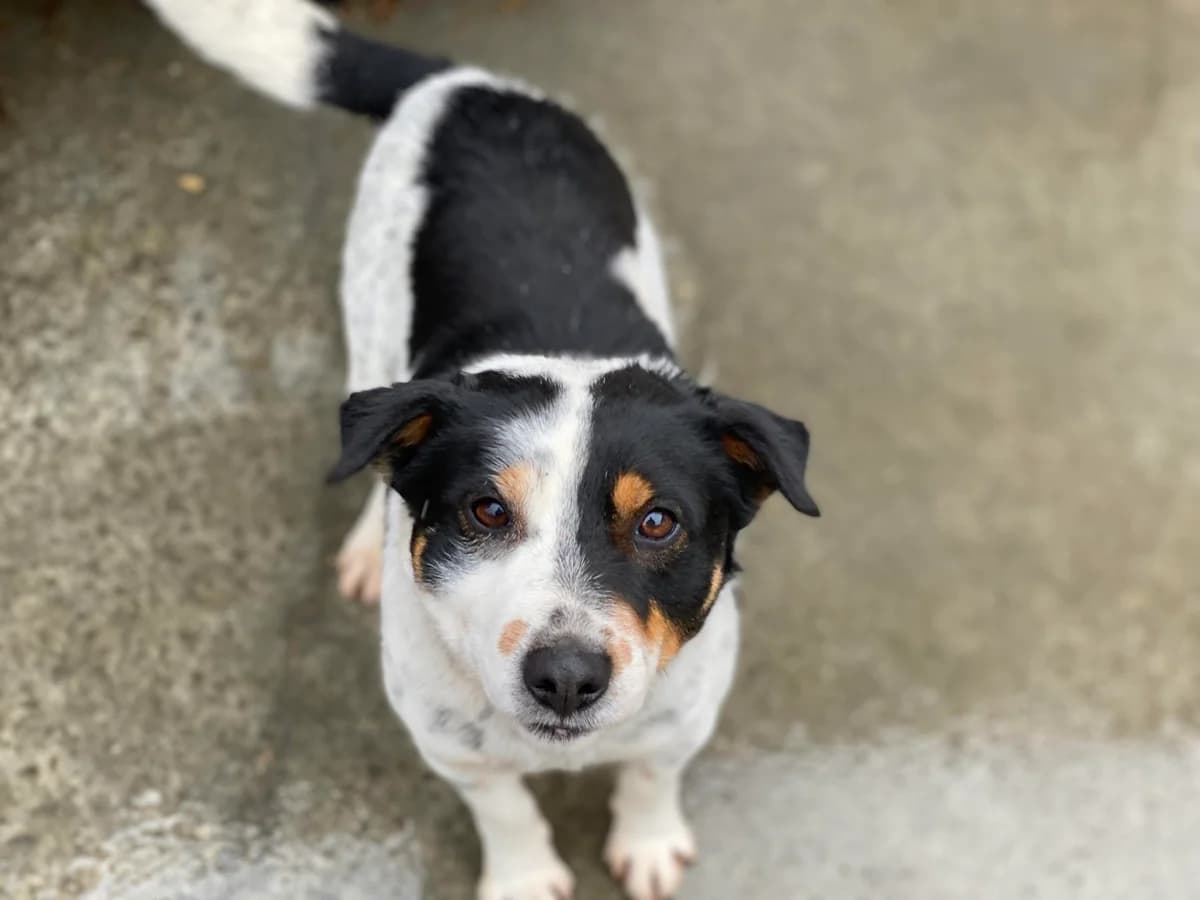 Wisconsin, male 4yo Mixed Breed for adoption at Ein Herz für Streuner e.V., München