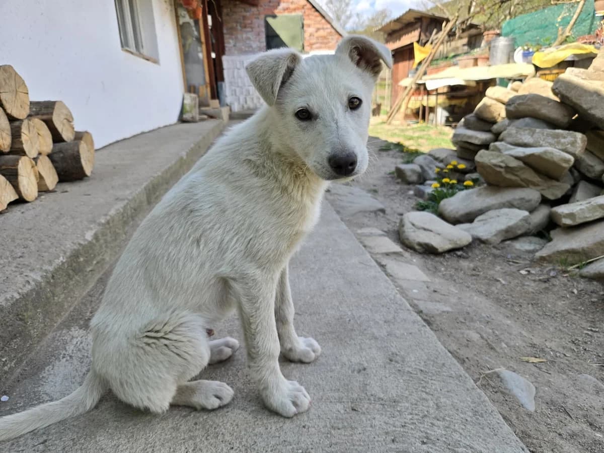 Wit, male puppy Mixed Breed for adoption at Ein Herz für Streuner e.V., München
