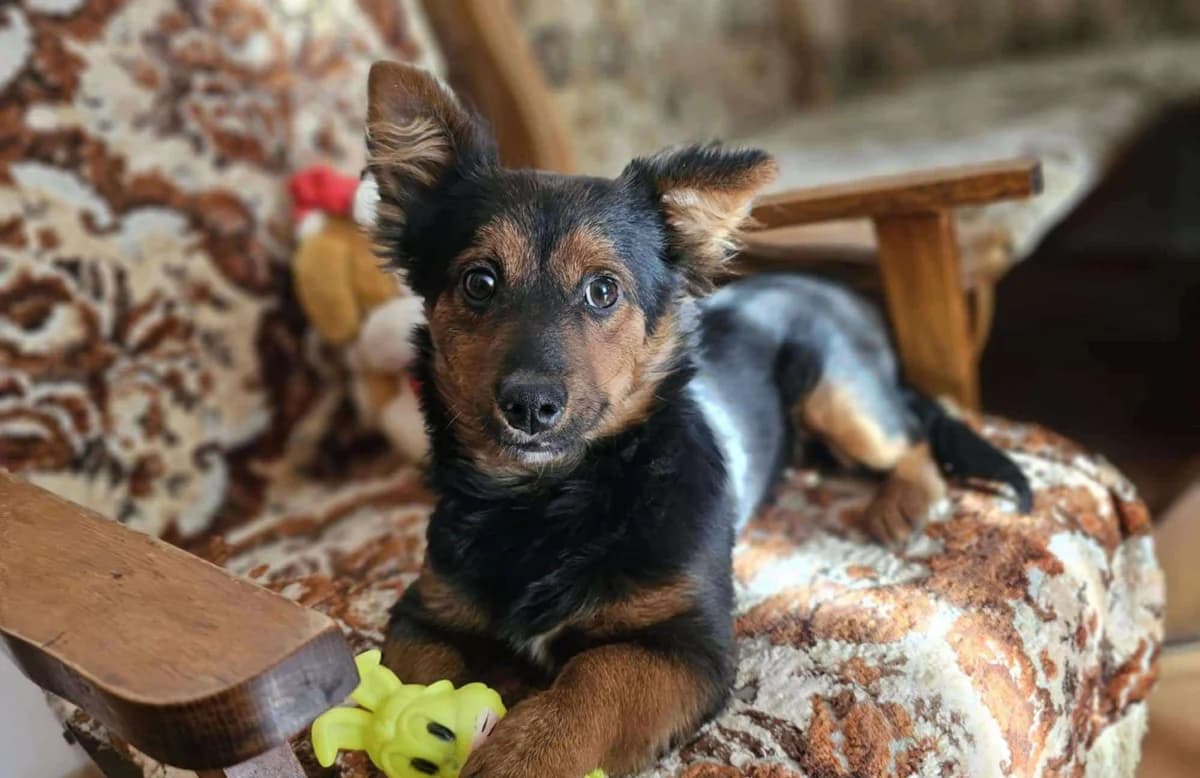 Wodka, puppy Mixed Breed for adoption at Ein Herz für Streuner e.V., München
