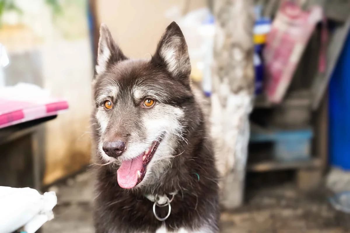 Wolfi, schwarz male senior Mixed Breed for adoption at Ein Herz für Streuner e.V., München