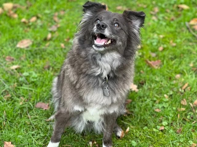 WOLFIA, jetzt Lotte, weiß female 3yo Mixed Breed for adoption at Ein Herz für Streuner e.V., München