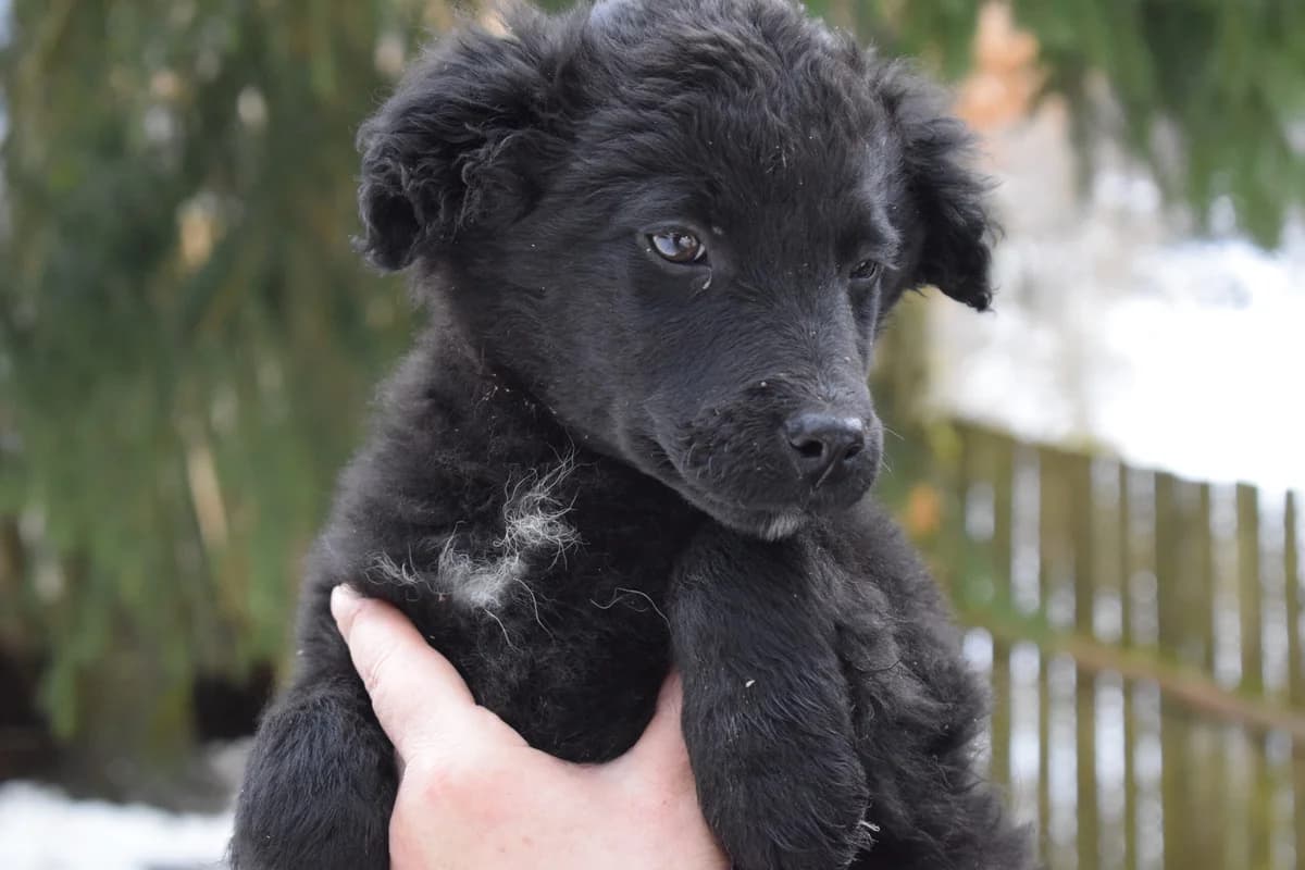 Wolke, weiß female puppy Mixed Breed for adoption at Ein Herz für Streuner e.V., München