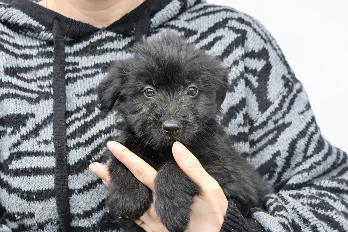 Wolke, schwarz female puppy Mixed Breed for adoption at Ein Herz für Streuner e.V., München