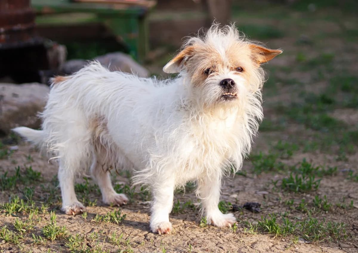 Wolke, male 5yo Mixed Breed for adoption at Ein Herz für Streuner e.V., München