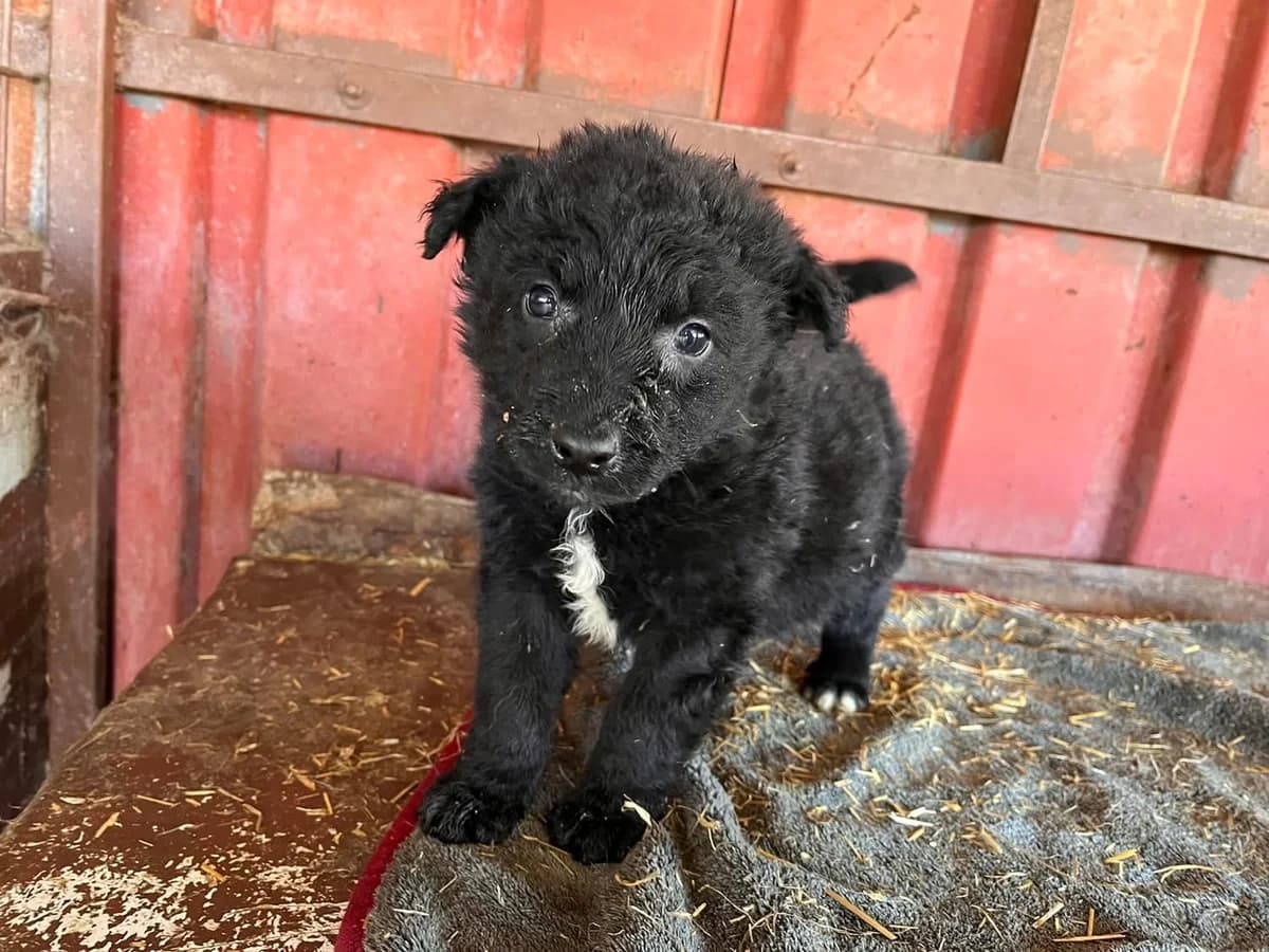 Wolle, male puppy Mixed Breed for adoption at Ein Herz für Streuner e.V., München