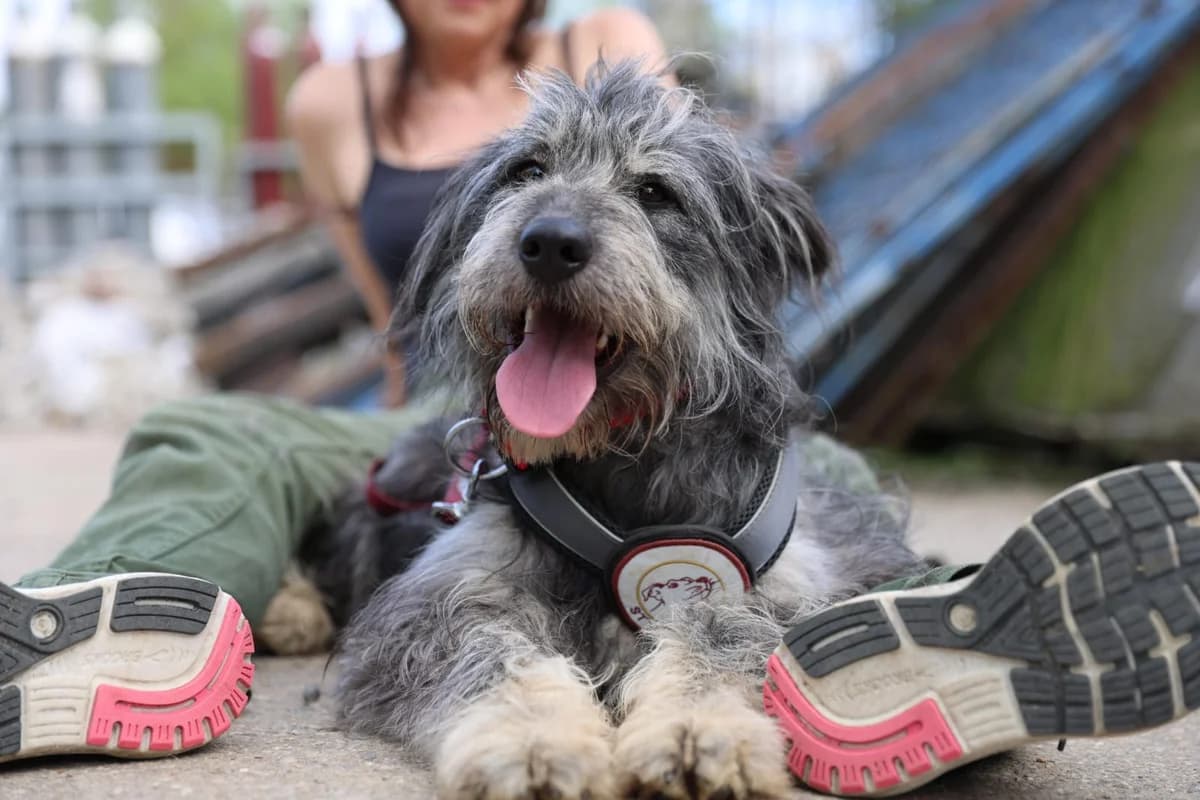 Wolle, male 3yo Mixed Breed for adoption at Ein Herz für Streuner e.V., München