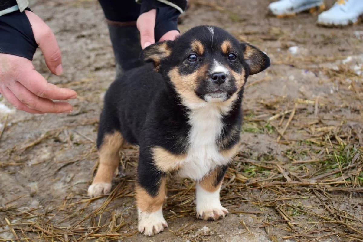 Wolle, female puppy Mixed Breed for adoption at Ein Herz für Streuner e.V., München