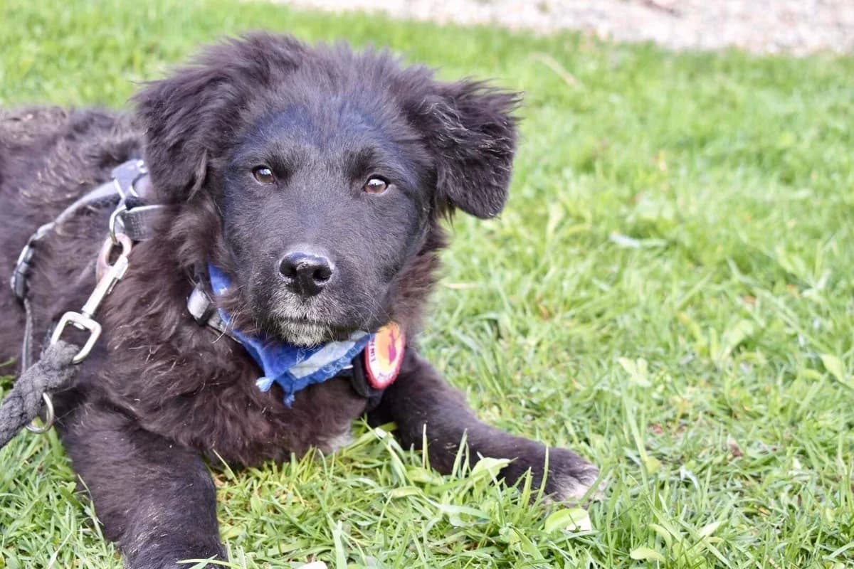 Wollie, male 3yo Mixed Breed for adoption at Ein Herz für Streuner e.V., München