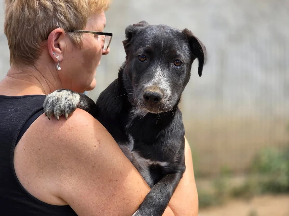 Wonka, female puppy Mixed Breed for adoption at Ein Herz für Streuner e.V., München