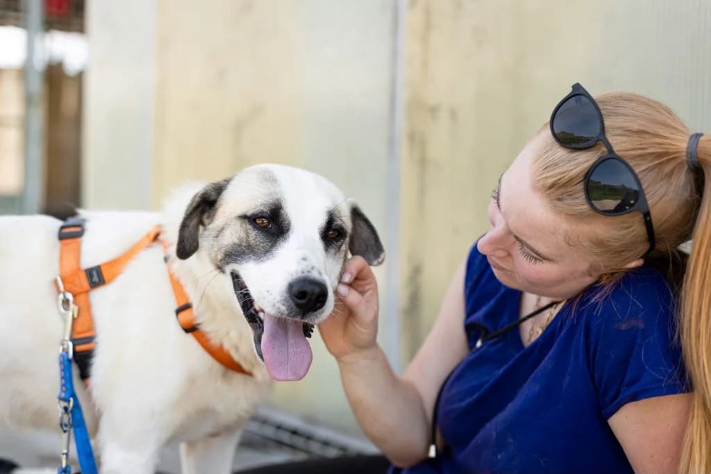 Woodstock, weiß male 5yo Mixed Breed for adoption at Ein Herz für Streuner e.V., München
