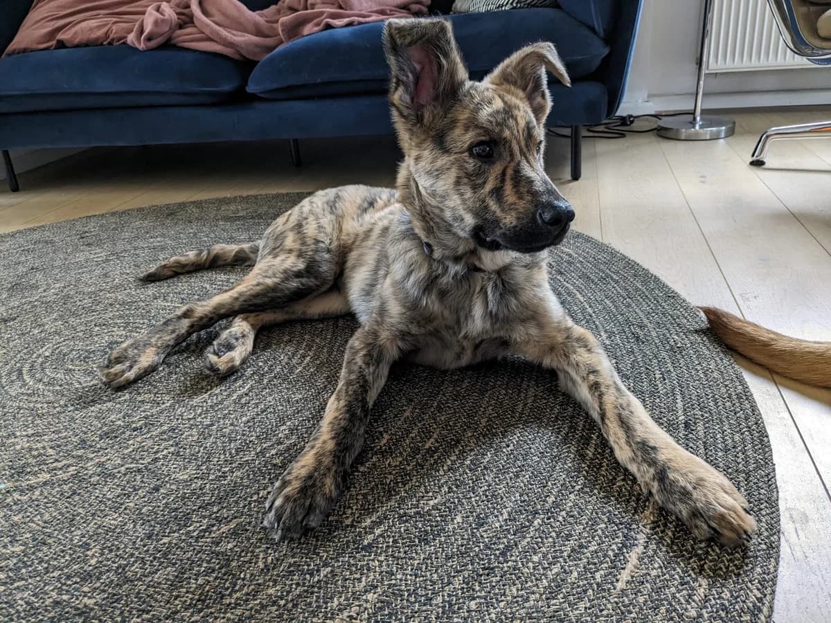 Woody, braun male puppy Mixed Breed for adoption at Ein Herz für Streuner e.V., München