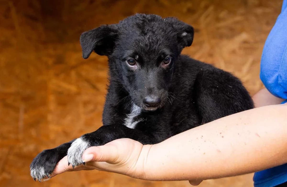 Woody, grau male puppy Mixed Breed for adoption at Ein Herz für Streuner e.V., München