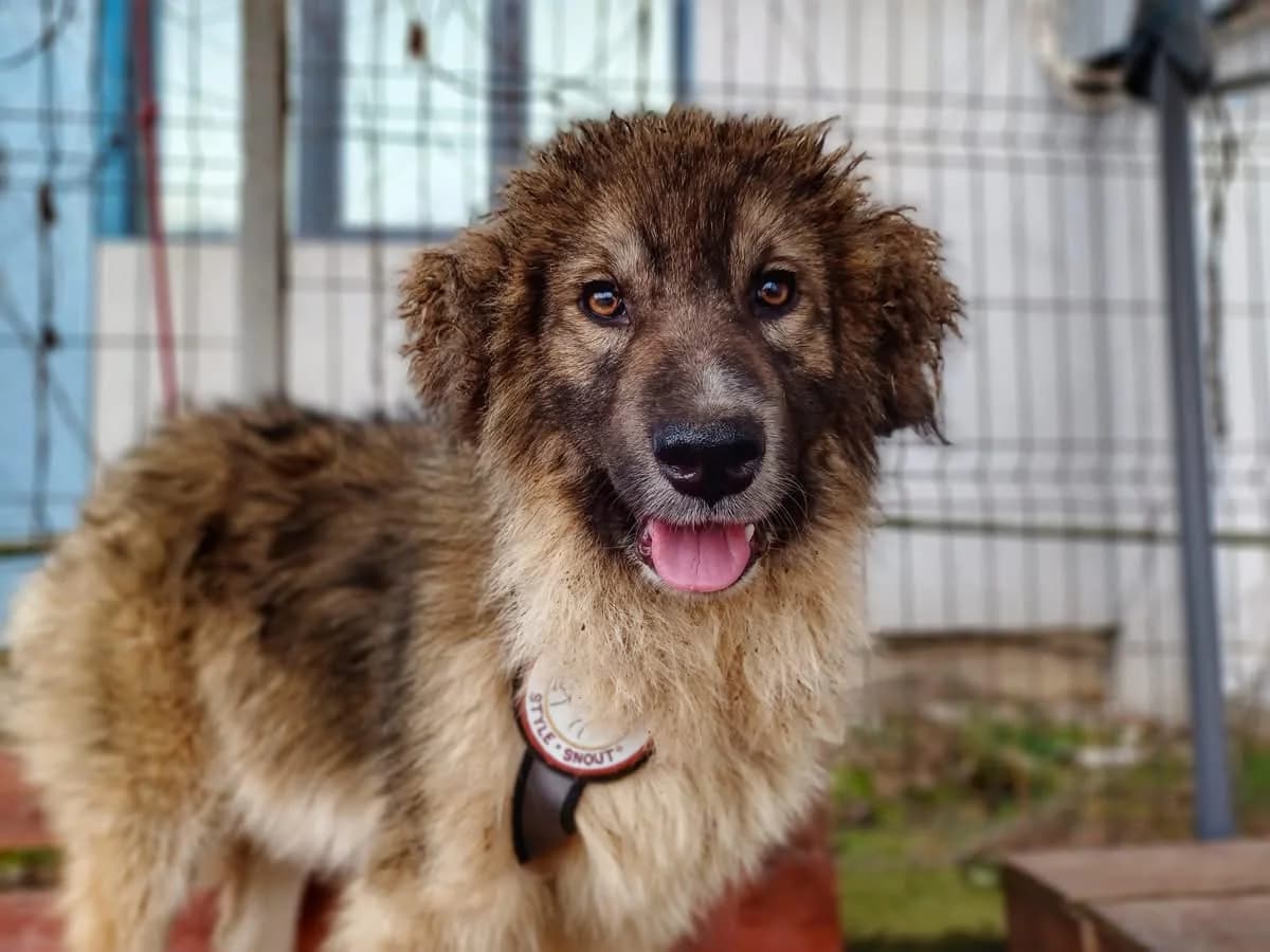 Woody, beige male 5yo Mixed Breed for adoption at Ein Herz für Streuner e.V., München