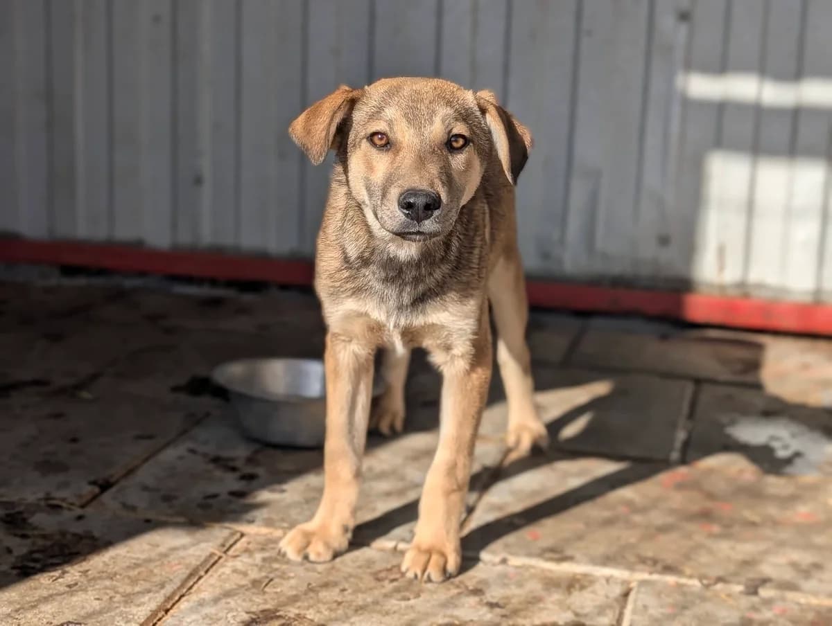 Woody, male puppy Mixed Breed for adoption at Ein Herz für Streuner e.V., München