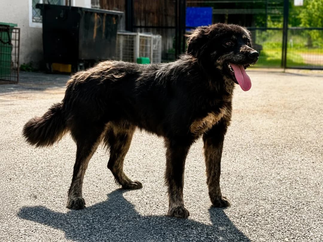 Woody, braun male 3yo Mixed Breed for adoption at Ein Herz für Streuner e.V., München