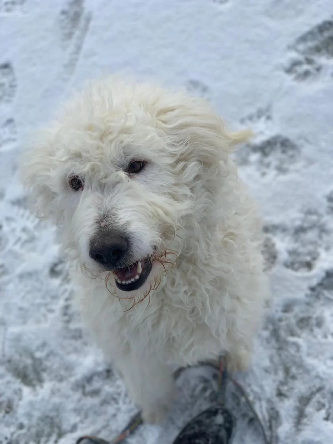 Wooly, male 5yo Mixed Breed for adoption at Ein Herz für Streuner e.V., München