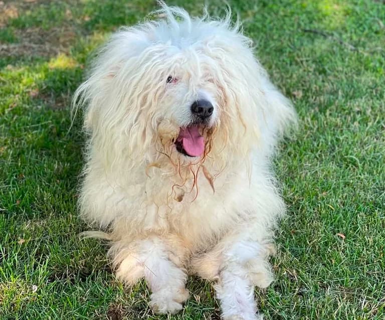 Wooly, male 5yo Mixed Breed for adoption at Ein Herz für Streuner e.V., München
