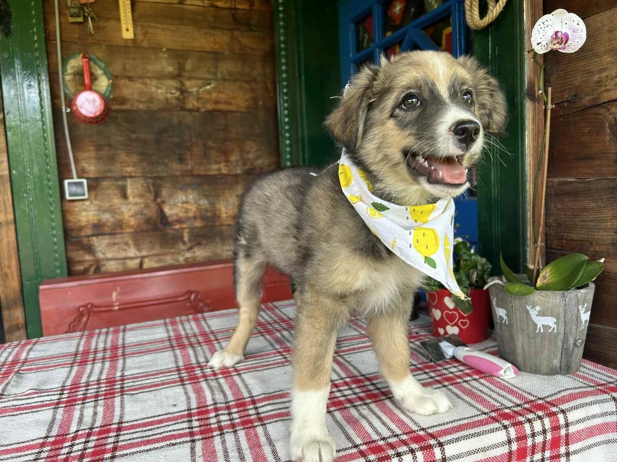 Woozle, male puppy Mixed Breed for adoption at Ein Herz für Streuner e.V., München