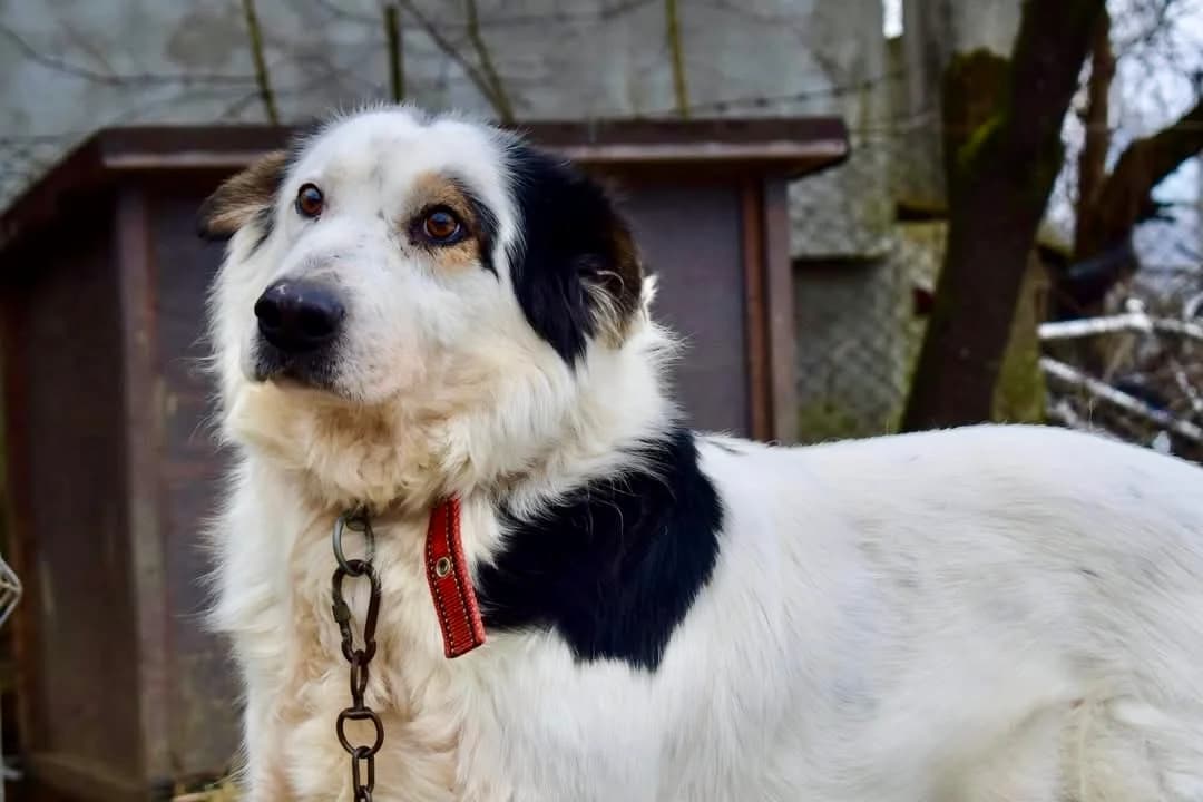 Wotan, male senior Mixed Breed for adoption at Ein Herz für Streuner e.V., München