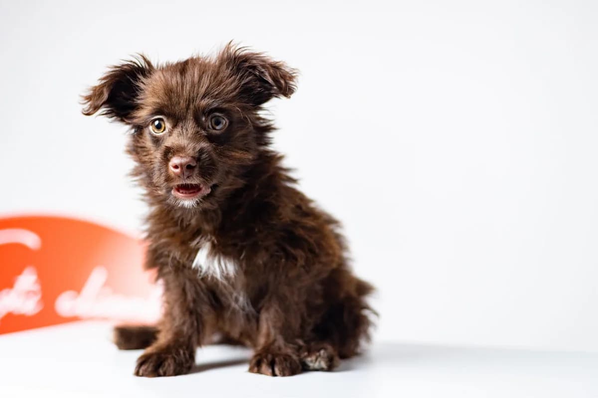 Wully, weiß male puppy Mixed Breed for adoption at Ein Herz für Streuner e.V., München