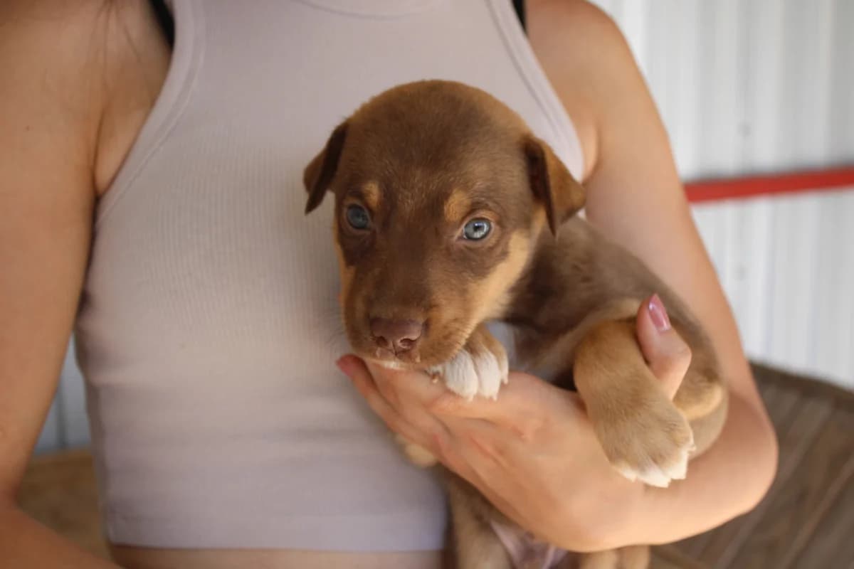 Wuppi, male puppy Mixed Breed for adoption at Ein Herz für Streuner e.V., München