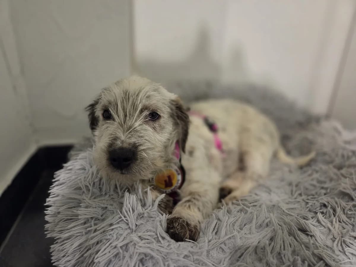 Wuppi, male puppy Mixed Breed for adoption at Ein Herz für Streuner e.V., München