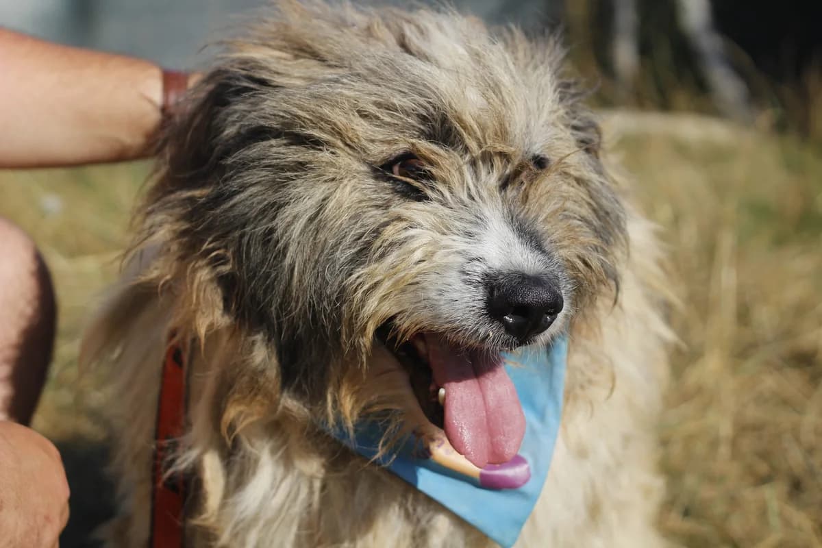 Wuschel, male senior Mixed Breed for adoption at Ein Herz für Streuner e.V., München